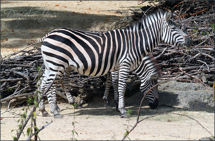 Daniela Joss Sugetiere Zebra