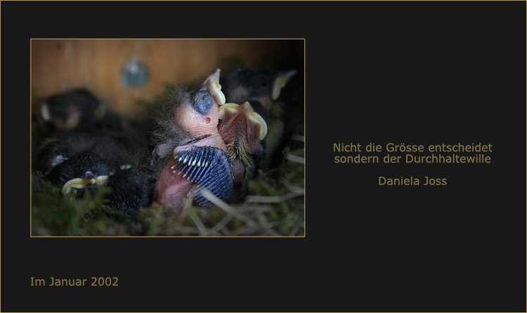 Meisenküken sitzt aufrecht wie ein kleiner Kämpfer im Nest. Es wird es schaffen.
