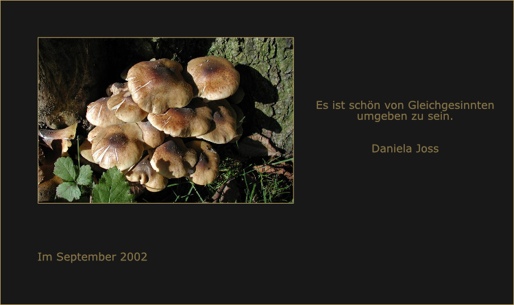 Waldpilze schmiegen sich im goldenen Licht der Sonne an einen Baumstamm.