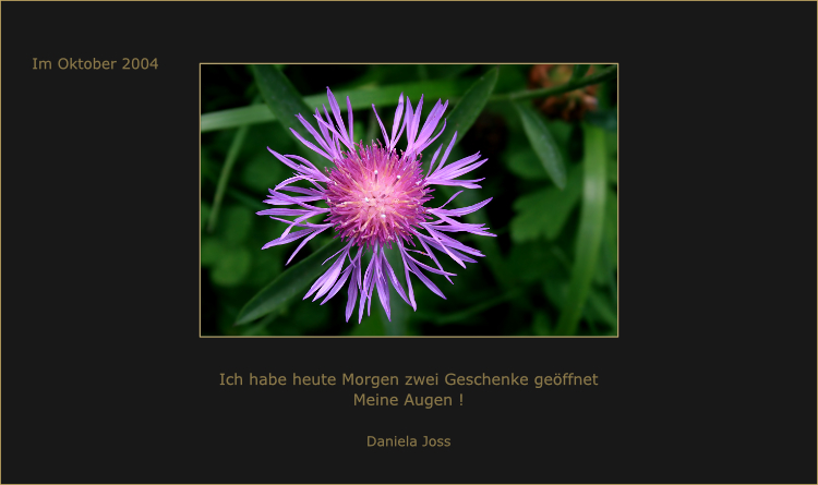 Purpur-lilafarbene Blütenkörbchen der Flockenblume.