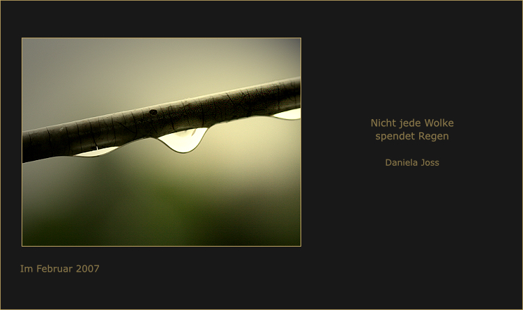 Birkenzweig mit Wassertropfen, im goldenen Licht.