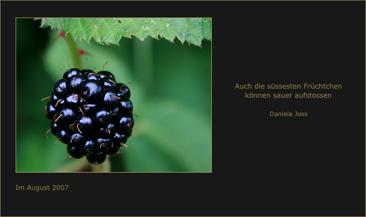 Eine verführerisch glänzende, dunkle, reife, Brombeere.