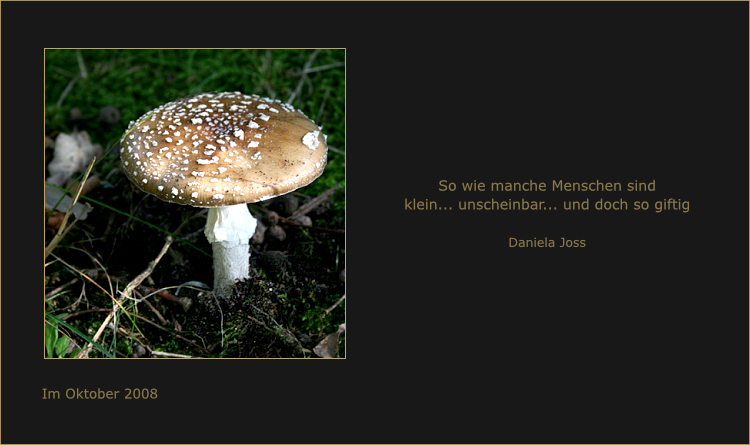 Pantherpilz (Amanita pantherina), brauner Hut mit weissen, konzentrisch angeordneten Flocken.