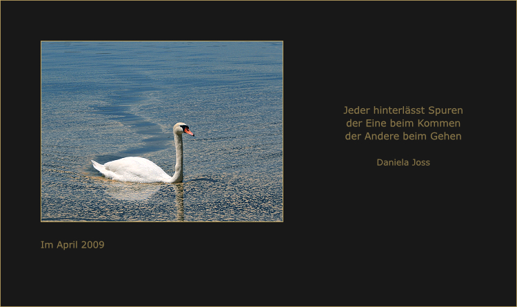 Spuren an der Wasseroberfläche: die ein Schwan hinterlässt.