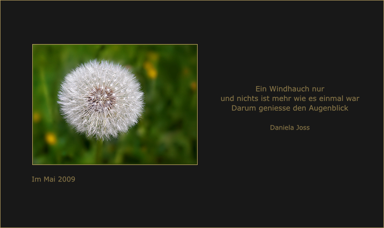 Weisse Fallschirmchen-Löwenzahnblüte.