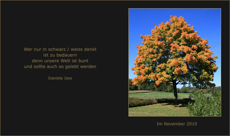 Grosser Ahorn mit prächtig gefärbten Herbstlaub.