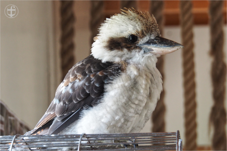 Kookaburra - Sikypark - Photograph Daniela Joss