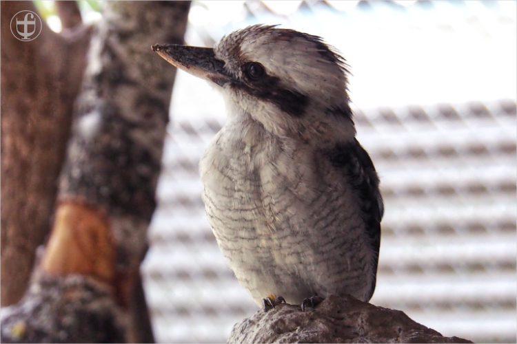Kookaburra - Sikypark - Photograph Daniela Joss