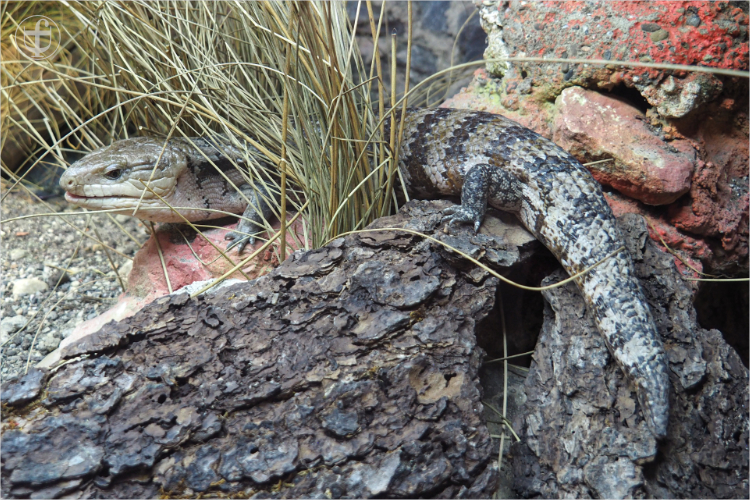 Blauzungenskink - Sikypark - Photograph Daniela Joss