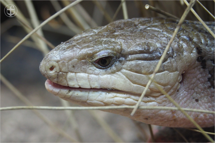 Blauzungenskink - Sikypark - Photograph Daniela Joss