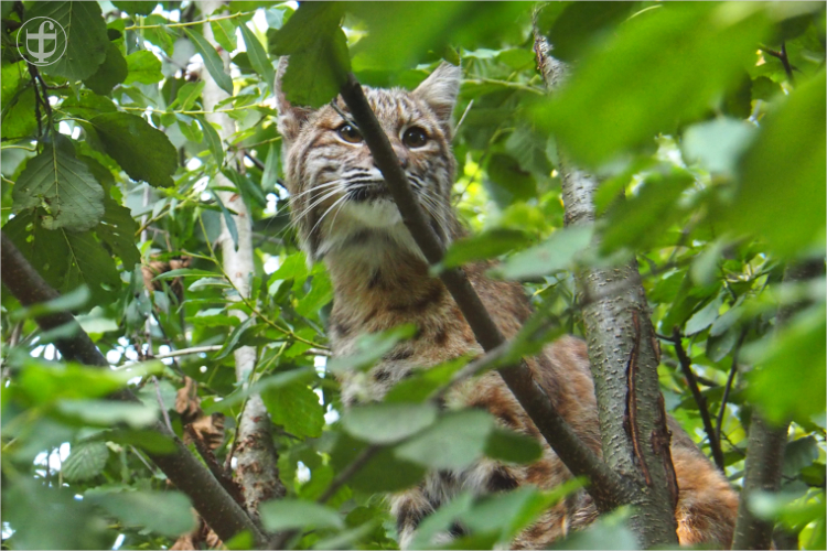 Luchs - Sikypark - Photograph Daniela Joss