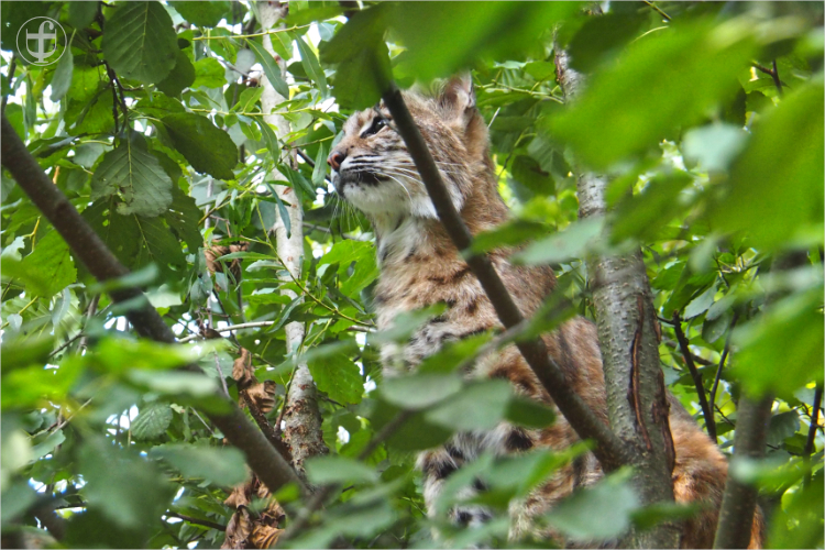 Luchs - Sikypark - Photograph Daniela Joss