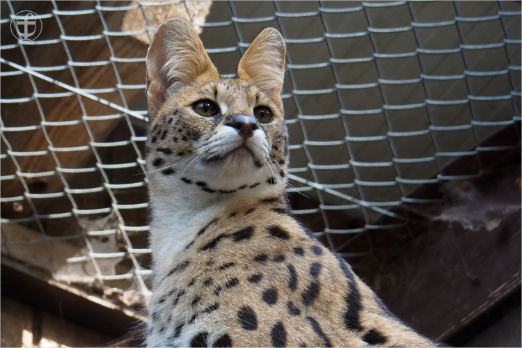 Serval - Sikypark - Photograph Daniela Joss