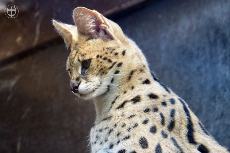 Serval - Sikypark - Photograph Daniela Joss