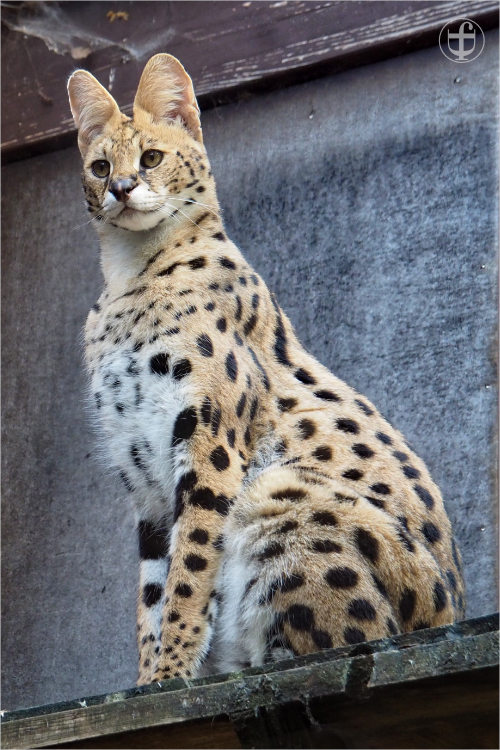 Serval - Sikypark - Photograph Daniela Joss
