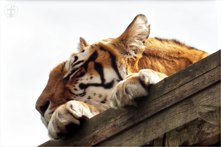 Tiger - Sikypark - Photograph Daniela Joss
