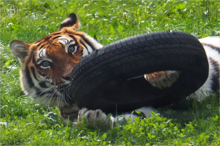 Tiger - Sikypark - Photograph Daniela Joss