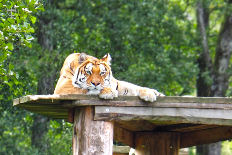 Tiger - Sikypark - Photograph Daniela Joss