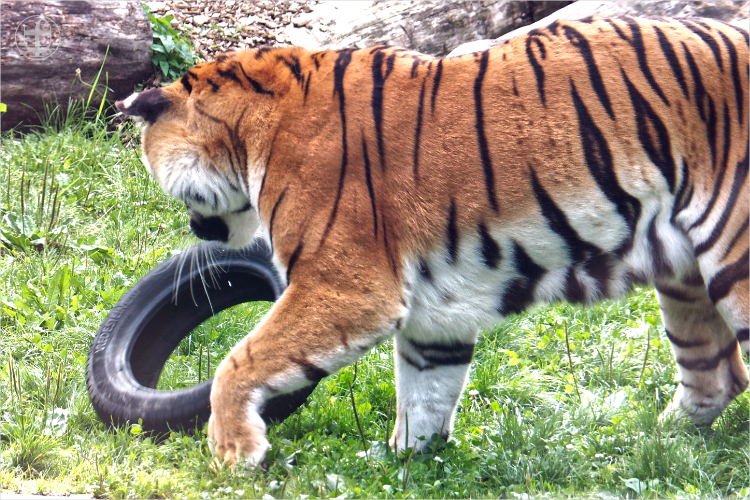 Tiger - Sikypark - Photograph Daniela Joss