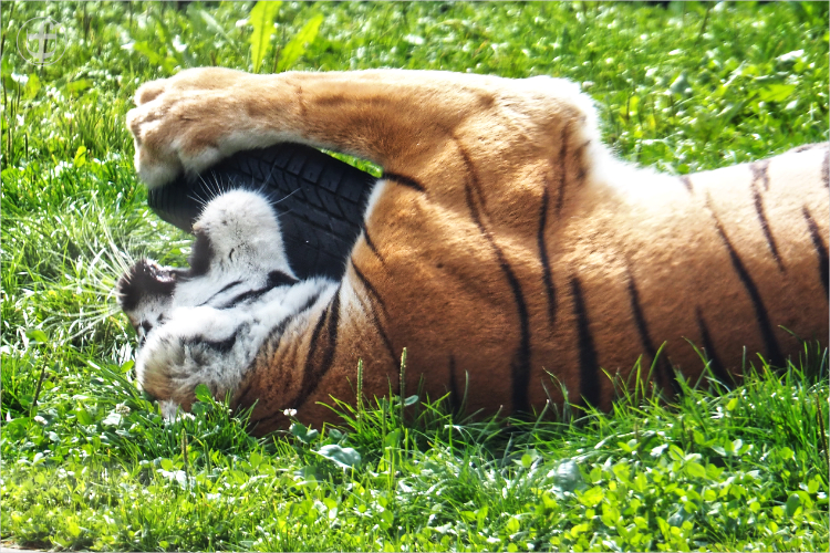 Tiger - Sikypark - Photograph Daniela Joss