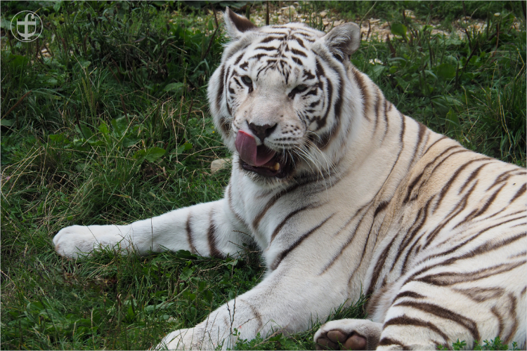 Tiger - Sikypark - Photograph Daniela Joss
