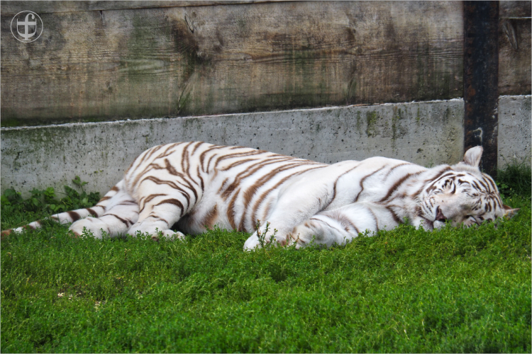 Tiger - Sikypark - Photograph Daniela Joss