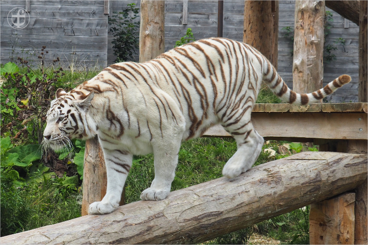 Tiger - Sikypark - Photograph Daniela Joss