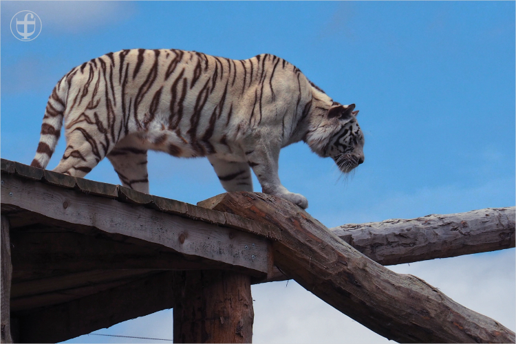 Tiger - Sikypark - Photograph Daniela Joss