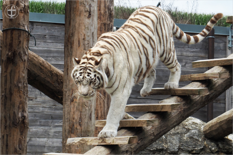 Tiger - Sikypark - Photograph Daniela Joss