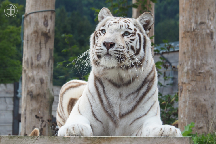 Tiger - Sikypark - Photograph Daniela Joss