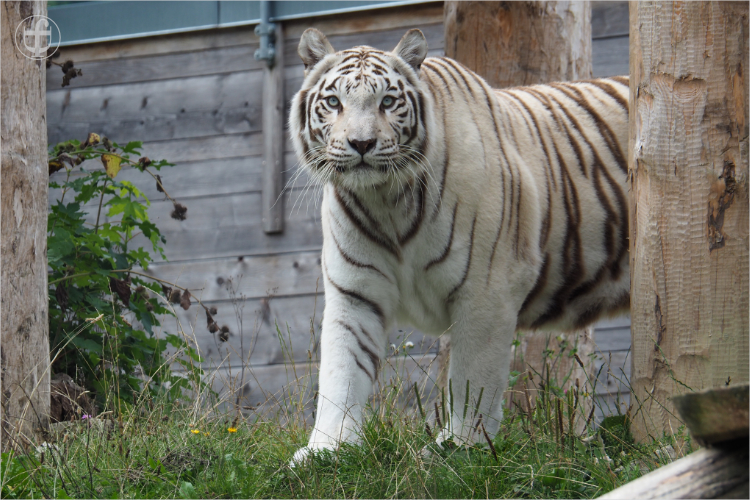 Tiger - Sikypark - Photograph Daniela Joss