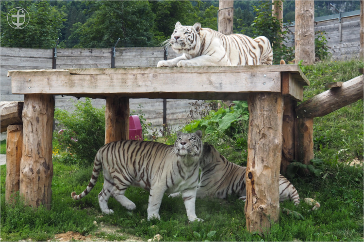 Tiger - Sikypark - Photograph Daniela Joss