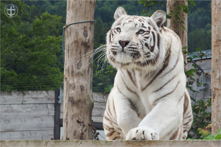 Tiger - Sikypark - Photograph Daniela Joss