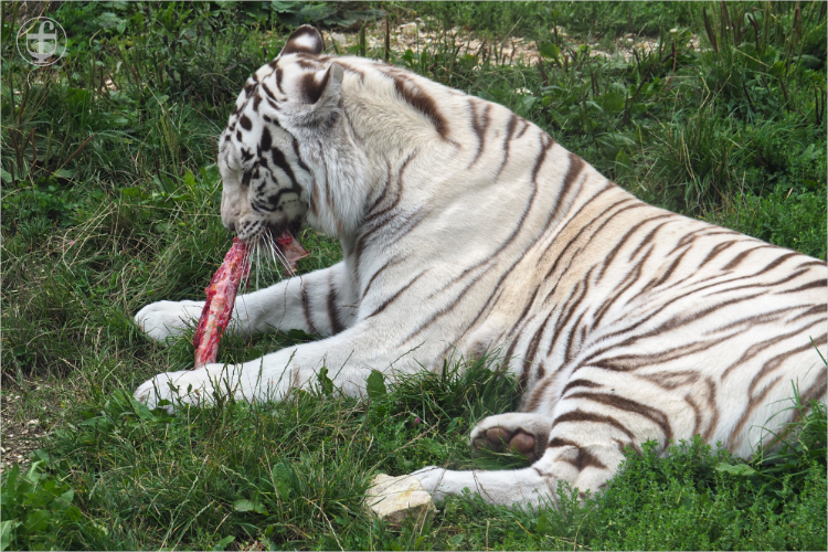Tiger - Sikypark - Photograph Daniela Joss