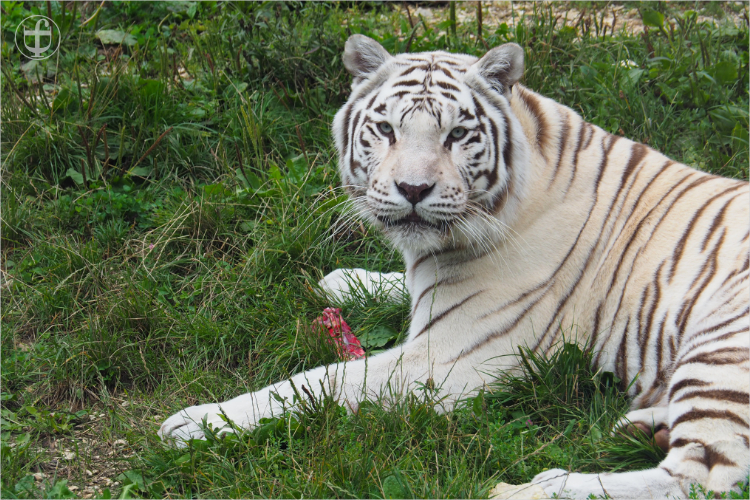 Tiger - Sikypark - Photograph Daniela Joss