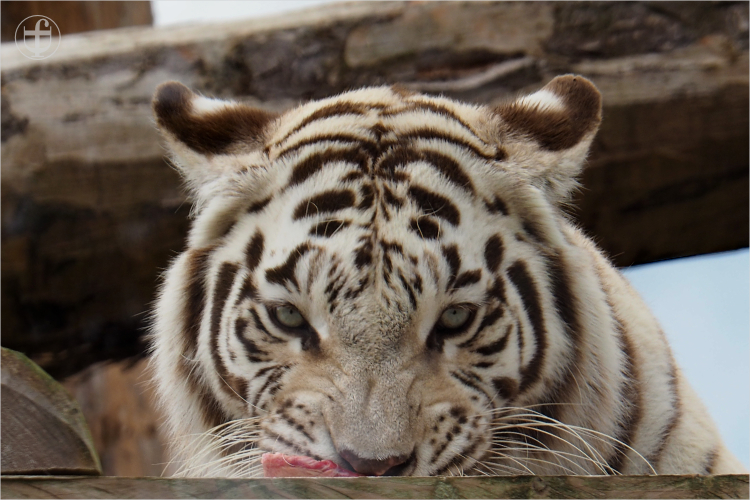 Tiger - Sikypark - Photograph Daniela Joss