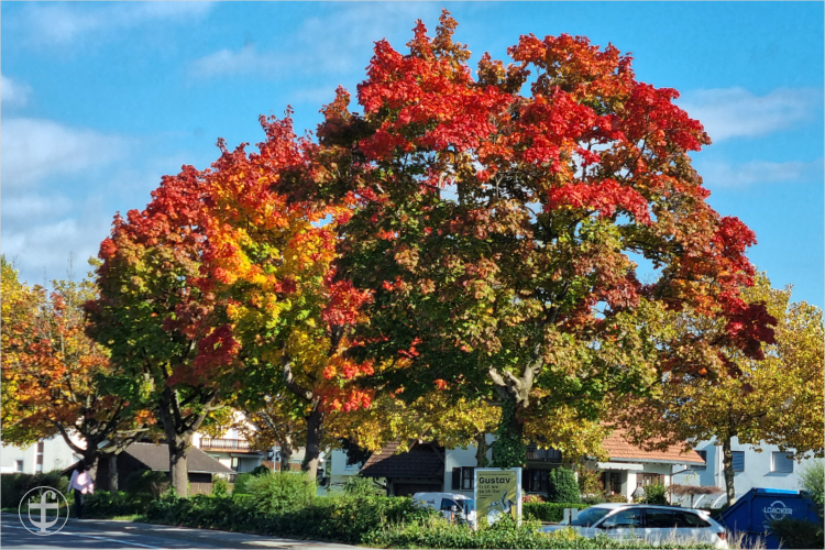 Daniela Joss - Olma - 2025