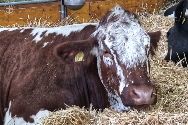 Daniela Joss - Olma - 2025