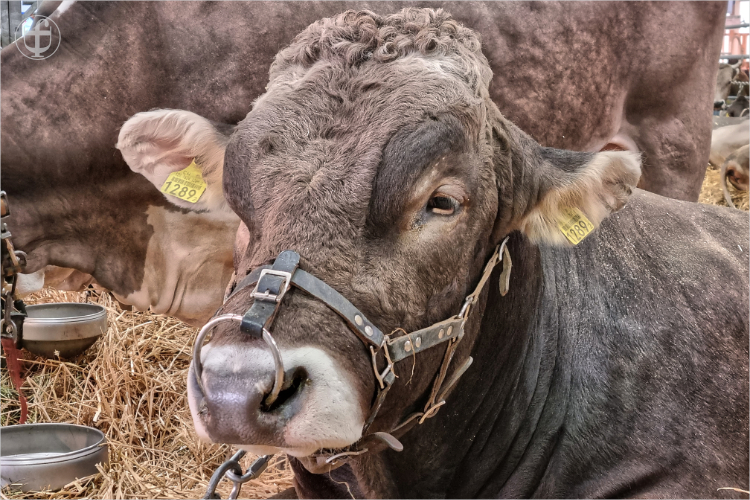 Daniela Joss - Olma - 2025