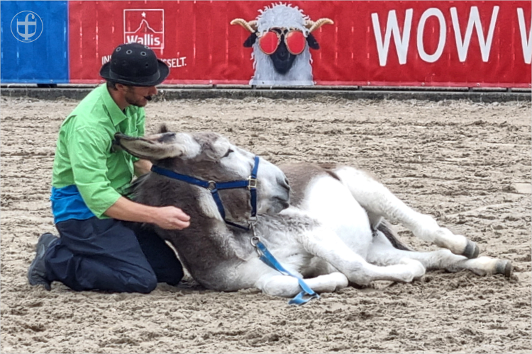 Daniela Joss - Olma - 2025