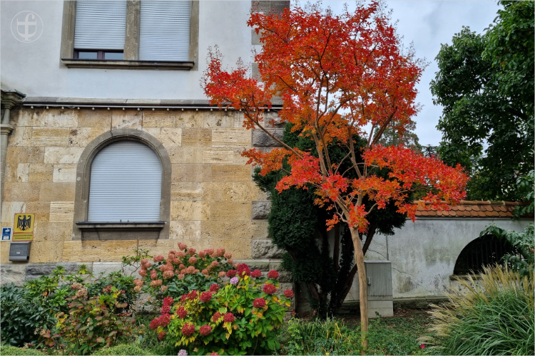 Daniela Joss - Olma - 2025