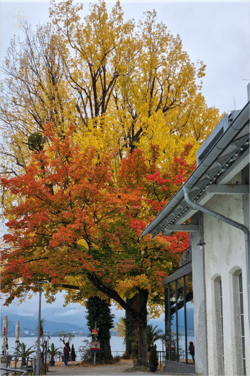 Daniela Joss - Olma - 2025