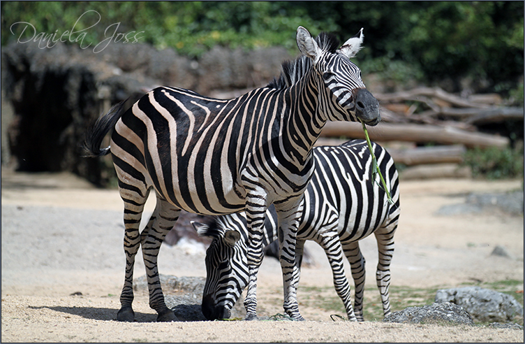 Daniela Joss Säugetiere Zebra