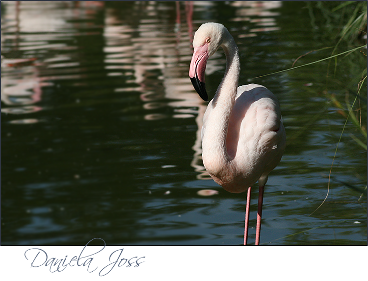 Daniela Joss Flamingo
