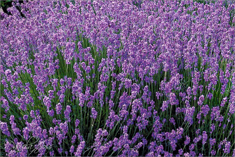 022 2021 Lavendel, fotografiert von Daniela Joss