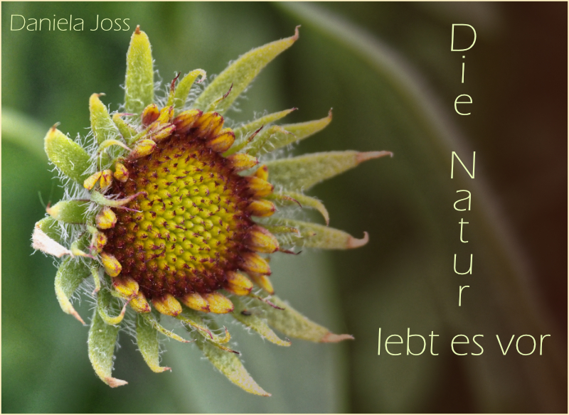 Titelbild des Gartenjahres 2021 von Daniela Joss