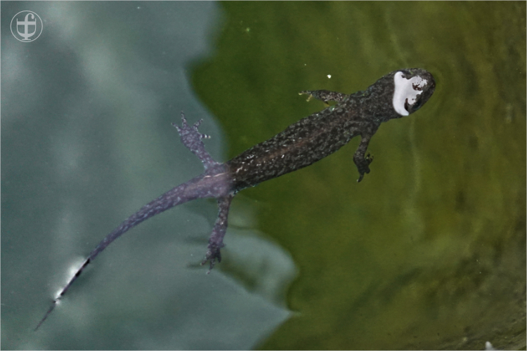 Molch beim schwimmen an der Wasseroberfläche von Daniela Joss