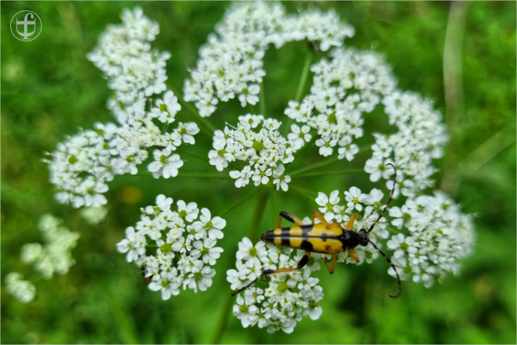 Daniela Joss - Kolbinger Höhle
