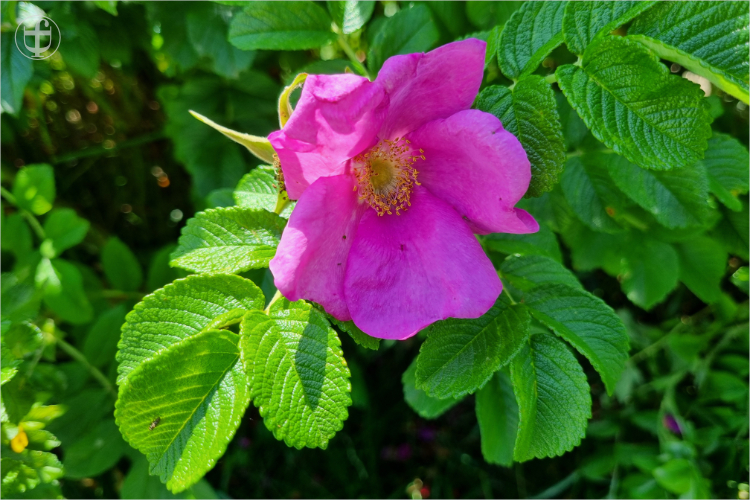 Daniela Joss - Chillen