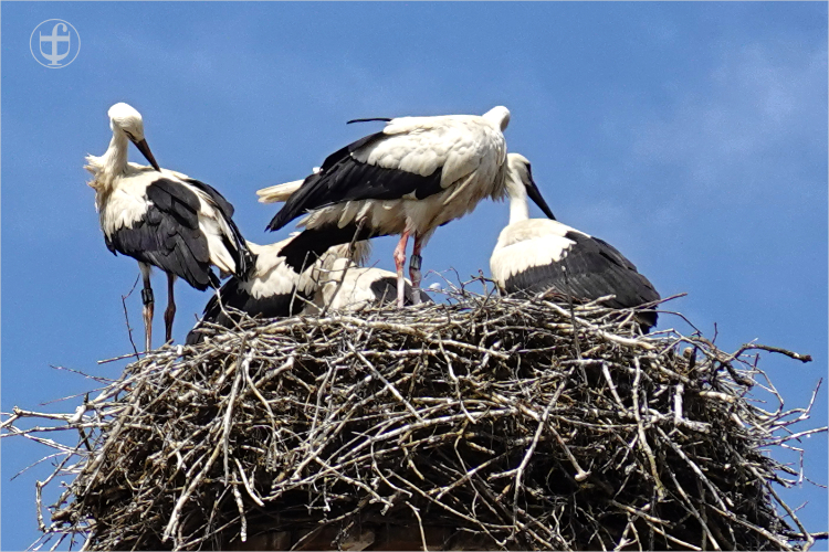 Daniela Joss - Weissstorch